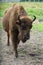 A young bison in an enclosure in Belovezhskaya Pushcha. Walks around the aviary