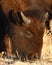 Young Bison Feeding