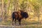 Young bison in the forest