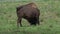 A young bison grazes in a field, Sunny summer day