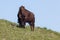 Young Bison on a Hill