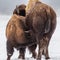 Young Bison Suckling