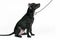 Young black American Pitbull Terrier dog, sitting on white background with narrow leash looks at owner or trainer.