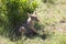 Young black-backed jackal (canis mesomelas)