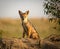 Young black backed jackal pup staring at viewer