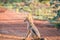 Young Black-backed jackal sitting on the road