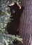 A young Black Bear climbs a tree for safety