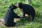 Young Black Bear Summer Interaction