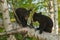 Young Black Bears (Ursus americanus) in Tree Confer