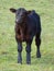 Young black brown Irish Dexter cow