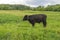 Young black bull grazing on a green meadow, summer before a thunderstorm, rural scene, cattle breeding concept