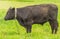 Young black bull grazing on a green meadow, summer before a thunderstorm, rural scene, cattle breeding concept