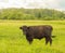 Young black bull grazing on a green meadow, summer before a thunderstorm, rural scene, cattle breeding concept