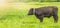 Young black bull grazing on a green meadow, summer before a thunderstorm, rural scene, cattle breeding concept