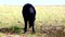 Young black calf grazing in the pasture