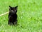 A young black cat with big yellow eyes, leash