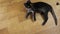 A young black cat playing with a mouse on a string