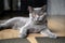 Young black cat sitting on a wooden floor in the house, blue British Shorthair cat, dark orange eyes, pure pedigree, beautiful and