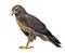 Young Black-chested Buzzard-eagle