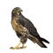 Young Black-chested Buzzard-eagle