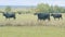 Young black cow on pastures. Black angus cows as herd. Powerful black cow that eats grass. Static view.