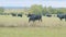 Young black cow on pastures. Black angus cows as herd. Powerful black cow that eats grass. Static view.