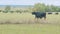 Young black cow on pastures. Herd of black angus on a pasture. Cows grazing pasture. Static view.