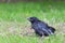 Young black crow sitting in green grass