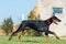 Young black doberman