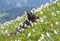 Young black doberman breed dog hiking in mountains