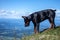 Young black doberman breed dog hiking in mountains