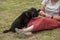 A young black dog accepts a treat during training.