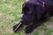 Young black dog labrador terrier gnaws a wooden stick lying on t