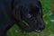 Young black dog labrador terrier is punished and looks up at the owner