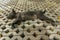 Young black dog lying on concrete grass prefabricated elements. Black puppy with outstretched legs lying on its side and sleeping