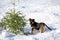 Young black dog in the snow near christmas tree.