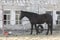 Young black filly walking in the paddock