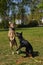 young black German shepherd and a mixed-breed dog between German shepherd and Labrador Retriever catching a ball