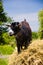 Young Black Goat chewing hay