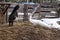 Young black goat playing with the white peacock on the dunghill