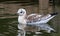 Young Black Headed Gull Making Ripples In The Water