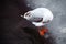 Young black-headed gull preening its feathers