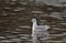 Young Black-Headed Gull in the Water