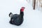 Young black iridescent turkey walking in the snow on winter grazing close up