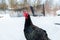 Young black iridescent turkey on winter grazing close up