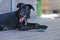 Young black kelpie x labrador breed dog playing with toy rope in backyard