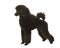 Young black king poodle seen from the side in show position on a