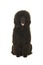 Young black king poodle sitting and looking at camera seen from