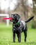 Young black Labrador holding a frisby looking off to the side