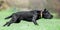 A young black Labrador in a rainbow collar running across a field